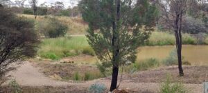 Photo: Lake at Honeyeater Reserve