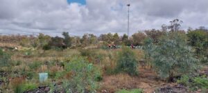 Photo: Many tree plantings at the Honeyeater Reserve