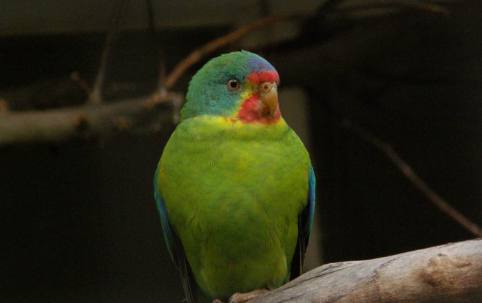 Swift Parrot
